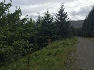 whinlatter-sycamore